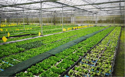 共享菜園入駐長江新區(qū)，智慧農業(yè)與生物質能服務賦能綠色生活