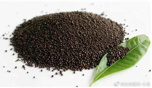 微生物肥料 土壤污染的克星與中國農業(yè)的未來