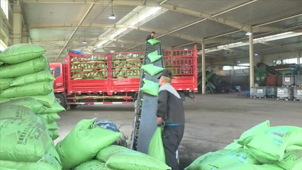 科技賦能綠色農業 定西市生物有機肥料研發助力農業減肥增效