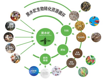 廣東發布團標 推動廚余垃圾養殖黑水虻產業化，探索生物質能服務新路徑